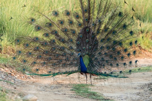 Preview: Indian peacock showing its colorful feathers in a courtship display