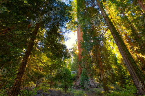 Preview: Sunrise On The Sequoias, General Grant Grove, Sequoia & Kings Canyon National Park