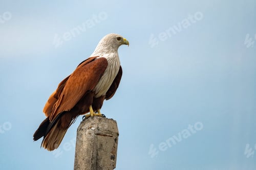 Preview: Brahminy kite or Haliastur indus perching on pole
