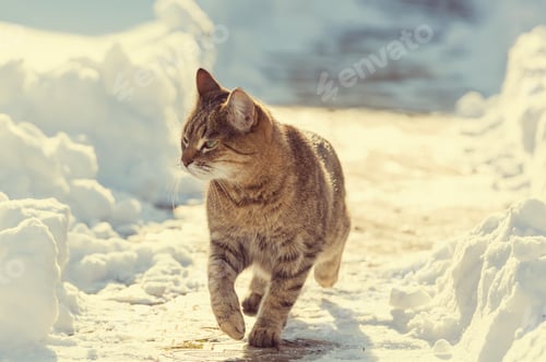 Preview: Cat in snow