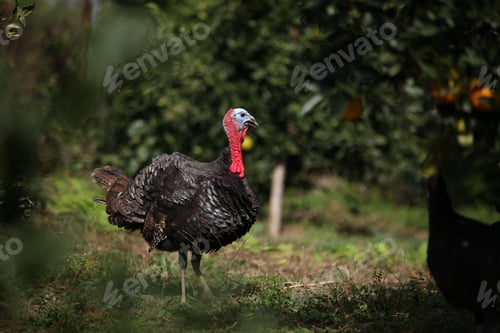 Preview: Shallow focus shot of a turkey in a garden