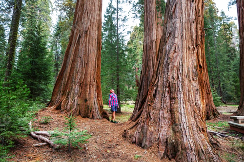 Preview: Sequoia