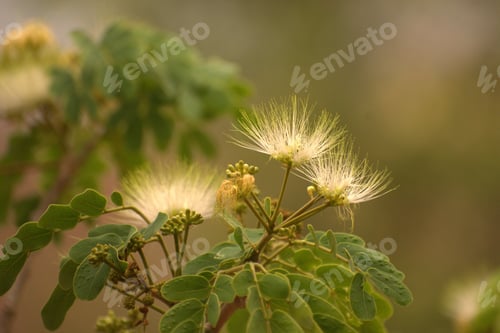 Preview: there is a green plant with white flowers on it's branches
