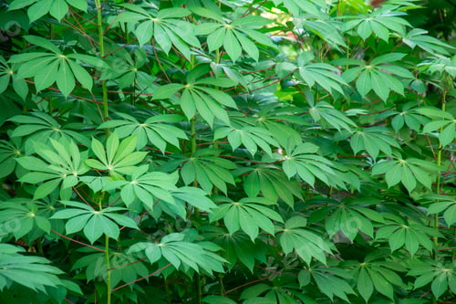 Preview: Lush green cassava leaves with vibrant and healthy appearance fill frame.