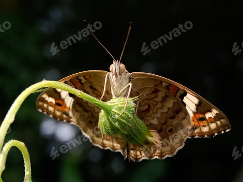 Preview: Butterfly