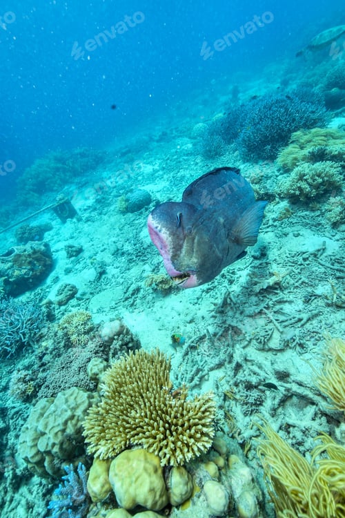Preview: bumphead parrotfish spotted in moore reef in the great barrier reef
