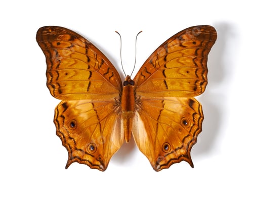 Preview: Studio shot of a butterfly with its wings spread out isolated on white