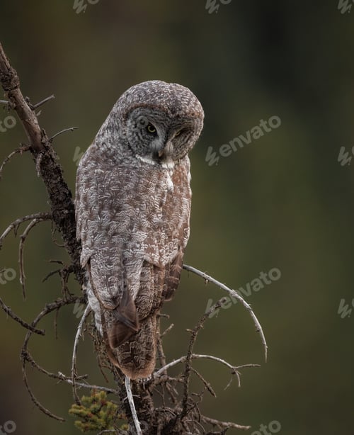 Preview: Great Grey Owl Hunting in Canada