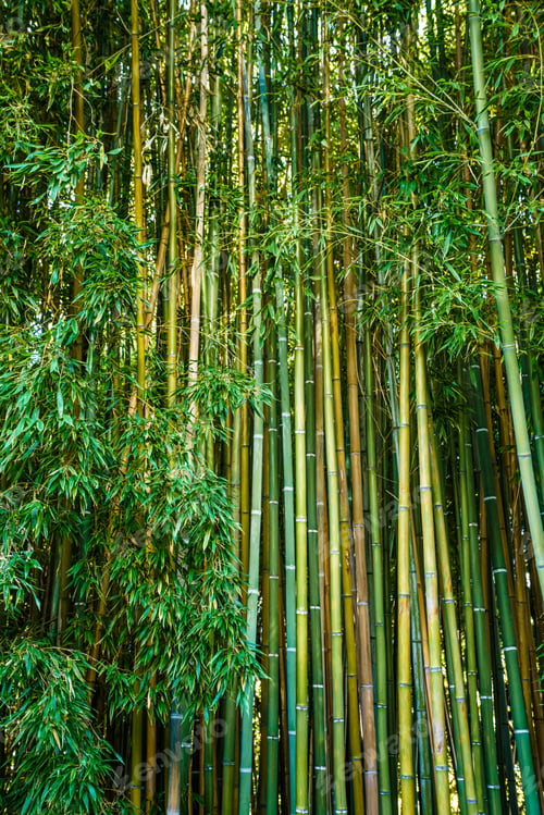 Preview: Asian Bamboo forest,natural background