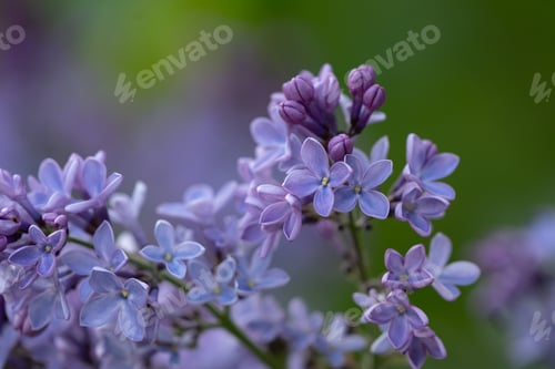Preview: Lilac in Spring