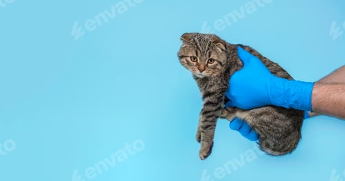 Vorschau: Eine Tierkatze bei einer Untersuchung in einer Tierklinik. Die Katze in den Händen eines Arztes in Handschuhen.