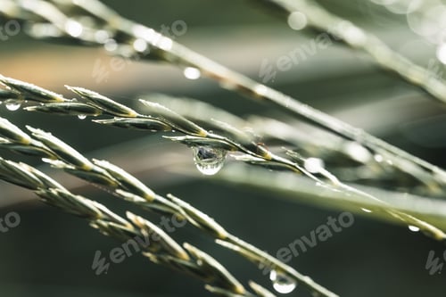 Preview: Grass. Fresh green spring grass with dew drops closeup. Sun. Soft Focus. Abstract Nature Background
