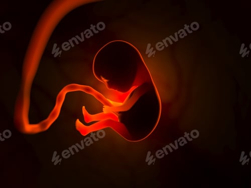 Preview: The development of a human embryo inside the womb during pregnancy. Little baby 3d illustration