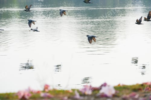 Preview: nature
