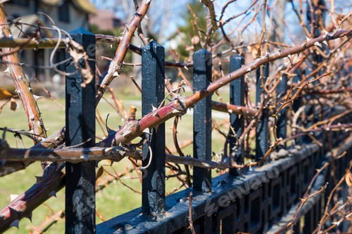 Preview: Plant With Spines Wrapped Around A Metal Fence