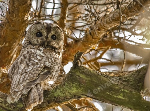 Preview: An owl sitting on a tree
