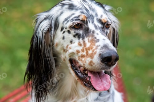 Preview: Pet animal; cute dog face portrait photo.