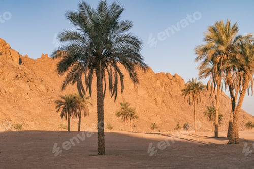 Preview: View on date palms, sand, mountains hills in South Sinai desert, Egypt. National park landscape.