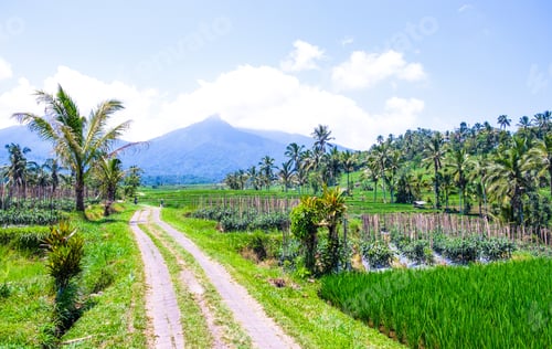 Preview: A road through a rice field on the background of mountains