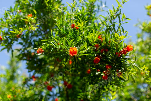 Preview: a front view red little flowers hanging from the tree leaves beautiful nature picture during daytime