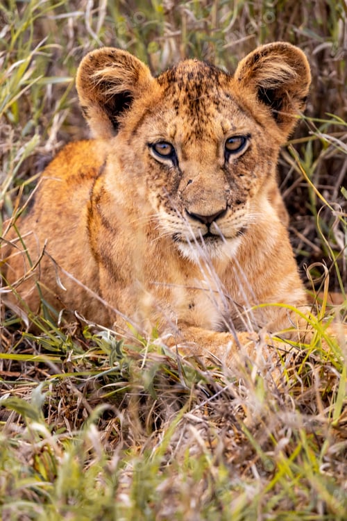 Preview: Majestic lion cub lying in a field of grass, gazing into the camera with a regal poise in Kenya