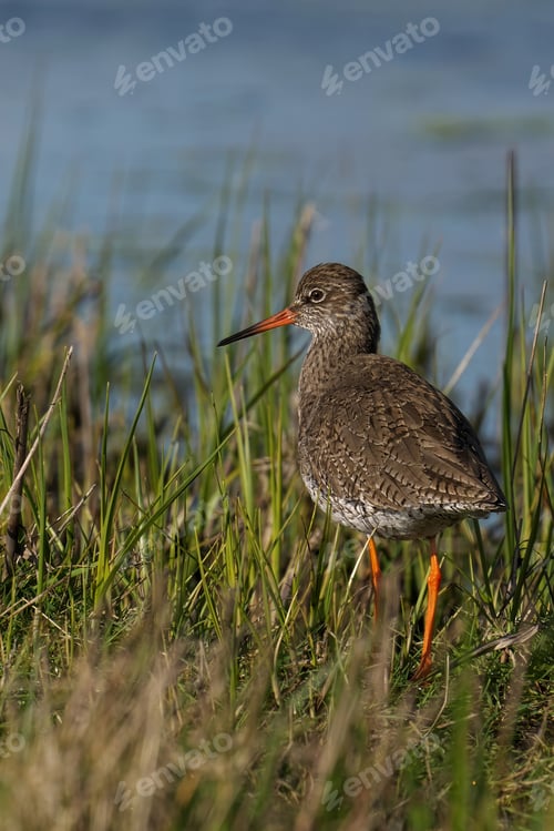 Preview: Common Redshank perched in grass near waterhole under blue sky