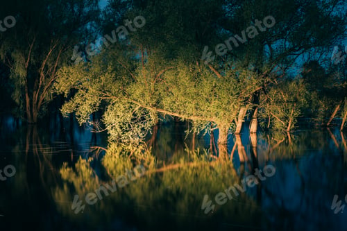 Preview: Night landscape with Trees that Standing In Water During Spring Flood floodwaters in moonlight