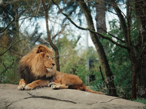 Preview: Lion sitting in rock looking over shoulder at zoo nature wild animal majestic regal