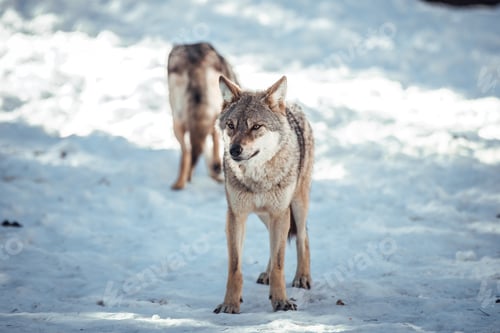 Preview: Wolf on hill near stones and snow
