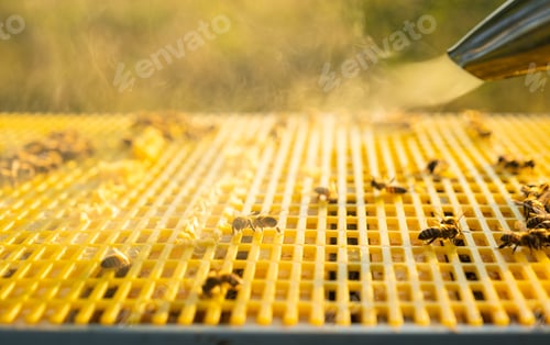 Preview: The bee cigarette lighter on the hive fumigates bees with smoke