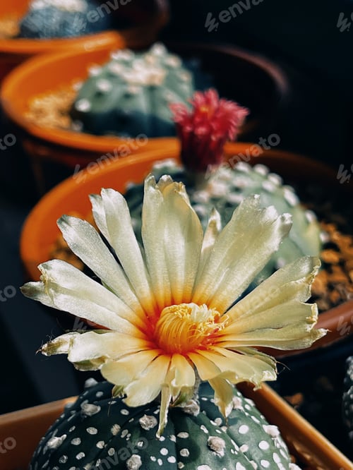 Preview: Cactus flower Astrophytum asterias. Small cactus collection succulent plant in mini pots.