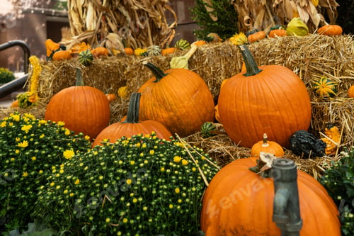 Preview: Fall Pumpkins and Flowers for Autumn Display