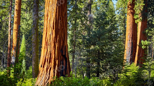Preview: Scenic road in Sequoia National Park, California, USA.