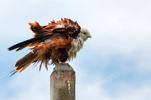 Preview: Brahminy kite or Haliastur indus drying feathers