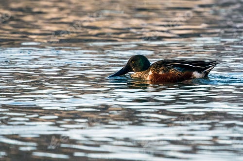 Preview: Adult Northern Shoveler Duck swimming in a body of shallow water