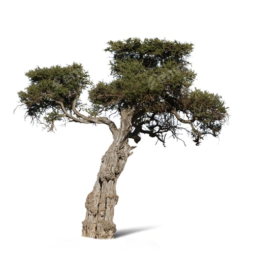 Preview: African Tree
