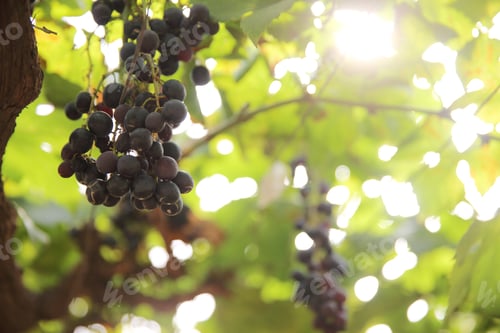Preview: Bunch With Grapes And Trees