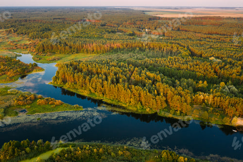 Preview: Aerial View Green Pine Forest And River Landscape In Sunny Summe