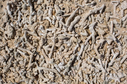 Preview: Background of coral fragments on the beach