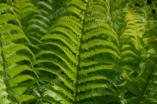 Preview: Fresh green fern fronds, closeup
