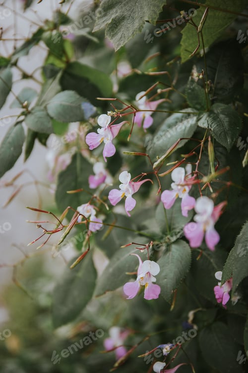 Preview: Closeup vertical shot of fragile garden flowers