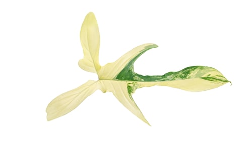 Preview: Leaf on white background, leaf Isolate. Philodendron bilitea variegated leaf plant