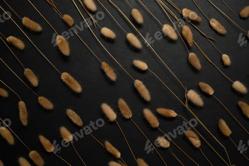 Preview: Dried fluffy bunny tails grass, Lagurus Ovatus flowers on black background with space.