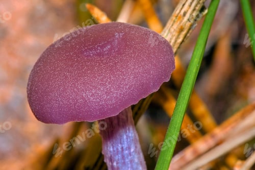 Preview: Wild Mushroom, Scot Pine Forest, Guadarrama National Park, Spain