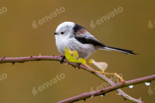 Preview: Long-Tailed Tit Sitting On Rosehip Bush