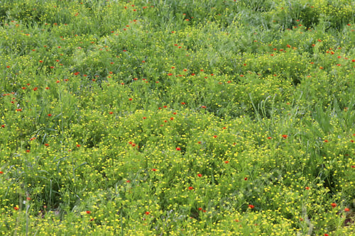 Preview: poppies and yellow flowers in spring