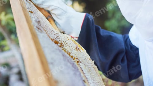 Preview: Hands, beekeeper or checking wooden frame on honey farm, sustainability agriculture land or healthy