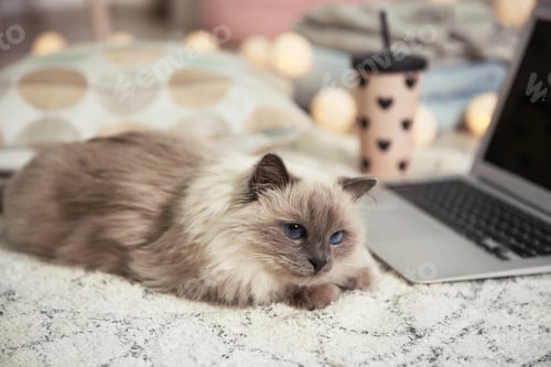 Preview: Cute cat lying on carpet at home. Warm and cozy winter
