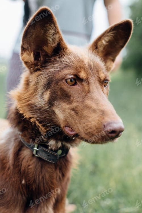 Preview: Mixed breed puppy with big ears on a walk at shelter