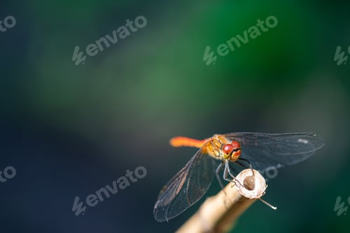 Preview: Dragonfly in the nature. Macro shots, dragonfly in the nature habitat. Beautiful summer nature scene